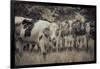 Cows Always Curious-null-Framed Photographic Print