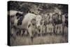 Cows Always Curious-null-Stretched Canvas