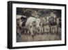 Cows Always Curious-null-Framed Photographic Print