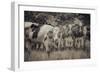 Cows Always Curious-null-Framed Photographic Print