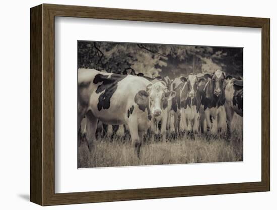 Cows Always Curious-null-Framed Photographic Print