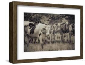 Cows Always Curious-null-Framed Photographic Print