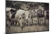 Cows Always Curious-null-Mounted Photographic Print