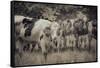 Cows Always Curious-null-Framed Stretched Canvas