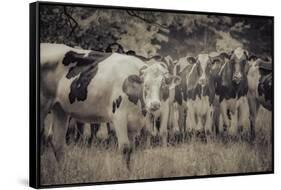 Cows Always Curious-null-Framed Stretched Canvas