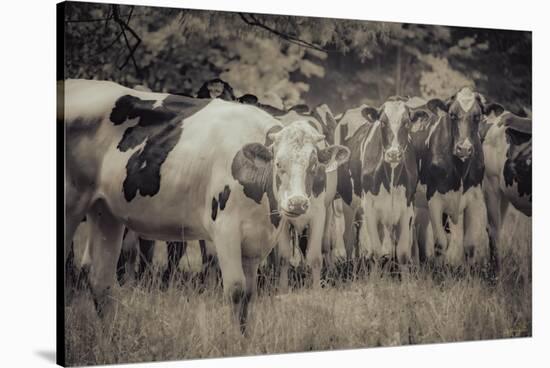 Cows Always Curious-null-Stretched Canvas