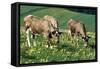 Cows and Cowslips-Ake Lindau-Framed Stretched Canvas