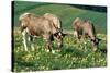 Cows and Cowslips-Ake Lindau-Stretched Canvas