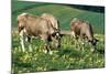 Cows and Cowslips-Ake Lindau-Mounted Photographic Print