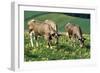 Cows and Cowslips-Ake Lindau-Framed Photographic Print