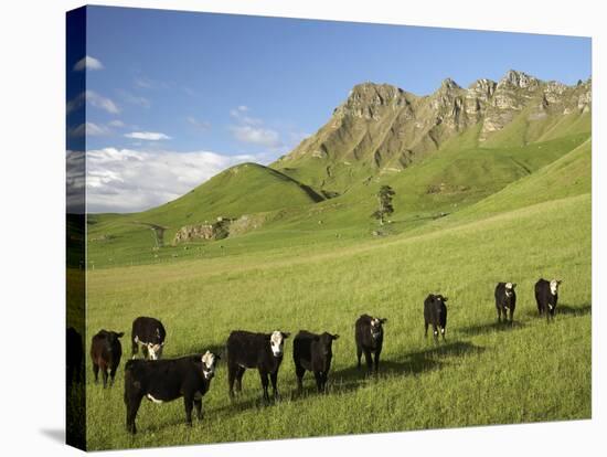 Cows and Farmland Below Te Mata Peak, Hawkes Bay, North Island, New Zealand-David Wall-Stretched Canvas