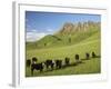Cows and Farmland Below Te Mata Peak, Hawkes Bay, North Island, New Zealand-David Wall-Framed Photographic Print
