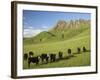 Cows and Farmland Below Te Mata Peak, Hawkes Bay, North Island, New Zealand-David Wall-Framed Photographic Print