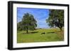 Cows and fruit trees near Merzkirchen, Saargau, Rhineland-Palatinate, Germany, Europe-Hans-Peter Merten-Framed Photographic Print