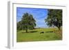 Cows and fruit trees near Merzkirchen, Saargau, Rhineland-Palatinate, Germany, Europe-Hans-Peter Merten-Framed Photographic Print