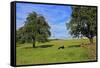 Cows and fruit trees near Merzkirchen, Saargau, Rhineland-Palatinate, Germany, Europe-Hans-Peter Merten-Framed Stretched Canvas