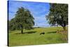 Cows and fruit trees near Merzkirchen, Saargau, Rhineland-Palatinate, Germany, Europe-Hans-Peter Merten-Stretched Canvas