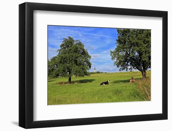 Cows and fruit trees near Merzkirchen, Saargau, Rhineland-Palatinate, Germany, Europe-Hans-Peter Merten-Framed Photographic Print