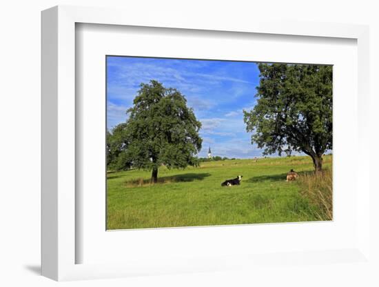 Cows and fruit trees near Merzkirchen, Saargau, Rhineland-Palatinate, Germany, Europe-Hans-Peter Merten-Framed Photographic Print