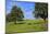 Cows and fruit trees near Merzkirchen, Saargau, Rhineland-Palatinate, Germany, Europe-Hans-Peter Merten-Mounted Photographic Print