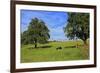 Cows and fruit trees near Merzkirchen, Saargau, Rhineland-Palatinate, Germany, Europe-Hans-Peter Merten-Framed Photographic Print