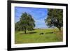 Cows and fruit trees near Merzkirchen, Saargau, Rhineland-Palatinate, Germany, Europe-Hans-Peter Merten-Framed Photographic Print