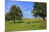 Cows and fruit trees near Merzkirchen, Saargau, Rhineland-Palatinate, Germany, Europe-Hans-Peter Merten-Mounted Photographic Print