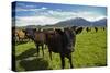 Cows and Mt Somers, Mid Canterbury, South Island, New Zealand-David Wall-Stretched Canvas