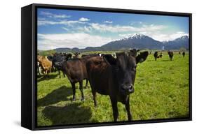 Cows and Mt Somers, Mid Canterbury, South Island, New Zealand-David Wall-Framed Stretched Canvas