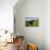 Cows and Mt Somers, Mid Canterbury, South Island, New Zealand-David Wall-Photographic Print displayed on a wall