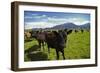 Cows and Mt Somers, Mid Canterbury, South Island, New Zealand-David Wall-Framed Photographic Print