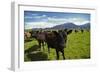 Cows and Mt Somers, Mid Canterbury, South Island, New Zealand-David Wall-Framed Photographic Print