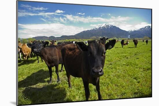 Cows and Mt Somers, Mid Canterbury, South Island, New Zealand-David Wall-Mounted Photographic Print