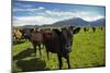 Cows and Mt Somers, Mid Canterbury, South Island, New Zealand-David Wall-Mounted Photographic Print