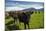 Cows and Mt Somers, Mid Canterbury, South Island, New Zealand-David Wall-Mounted Photographic Print