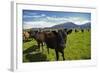 Cows and Mt Somers, Mid Canterbury, South Island, New Zealand-David Wall-Framed Photographic Print