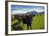 Cows and Mt Somers, Mid Canterbury, South Island, New Zealand-David Wall-Framed Photographic Print