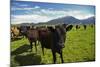 Cows and Mt Somers, Mid Canterbury, South Island, New Zealand-David Wall-Mounted Photographic Print