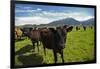 Cows and Mt Somers, Mid Canterbury, South Island, New Zealand-David Wall-Framed Photographic Print