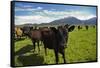 Cows and Mt Somers, Mid Canterbury, South Island, New Zealand-David Wall-Framed Stretched Canvas