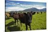 Cows and Mt Somers, Mid Canterbury, South Island, New Zealand-David Wall-Stretched Canvas