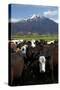 Cows and Mt Somers, Mid Canterbury, South Island, New Zealand-David Wall-Stretched Canvas