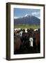 Cows and Mt Somers, Mid Canterbury, South Island, New Zealand-David Wall-Framed Photographic Print