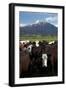 Cows and Mt Somers, Mid Canterbury, South Island, New Zealand-David Wall-Framed Photographic Print