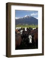 Cows and Mt Somers, Mid Canterbury, South Island, New Zealand-David Wall-Framed Photographic Print