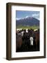 Cows and Mt Somers, Mid Canterbury, South Island, New Zealand-David Wall-Framed Photographic Print