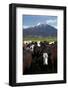 Cows and Mt Somers, Mid Canterbury, South Island, New Zealand-David Wall-Framed Photographic Print