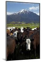 Cows and Mt Somers, Mid Canterbury, South Island, New Zealand-David Wall-Mounted Photographic Print