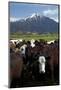 Cows and Mt Somers, Mid Canterbury, South Island, New Zealand-David Wall-Mounted Photographic Print