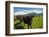 Cows and Mt Somers, Mid Canterbury, South Island, New Zealand-David Wall-Framed Photographic Print